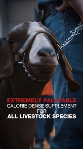 Looking for the edge in the show ring? Purina® High Octane® Golden Ticket® delivers the calories, protein, and nutrients your animals need to shine. Stop by the store to learn more! #mylocalpurinadealer #feedgreatness | D&L Farm and Home
