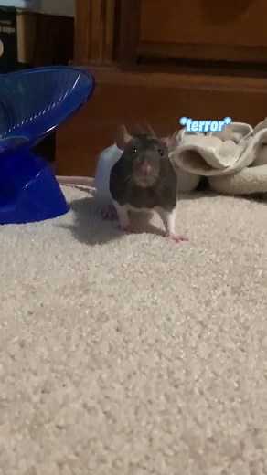 she actually looked scared lol #rats #ratsoftiktok #rattok #animals #pets #cute #funny #comedy #fyp #foryou #foryoupage