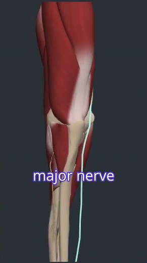 Ulnar Nerve Anatomy
