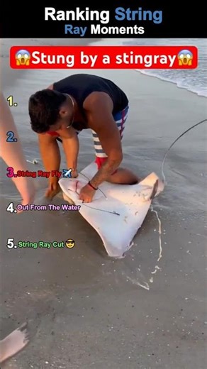 Ranking Crazy String Ray Sting Moments. #ranking #funny #usa #stingray