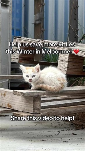 We are asking for your help to support our mission in saving kittens of Melbourne! It’s another cold winter with many more lives to save 😢 We appreciate any help whether it be sharing this video, commenting or donating!! Thank you for supporting our small but strong shelter 💞💞💞#melbourneaustralia #catrescue #melbourne #catsofmelbourne #petrescue #adoptdontshop #petfundraiser