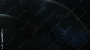 Big marine fish swimming in detail and looking towards the camera, 4k resolution footage