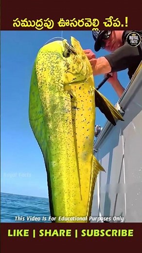 The Fastest-Growing Fish in the Ocean – Mahi Mahi Fish 🐟 #ytshorts #viral #facts