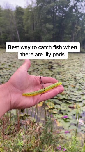 Best way to catch fish when there are lily pads #fishing #tips #fypシ #trend #bass #foryou #bassfishing #foryoupage #xyzbca