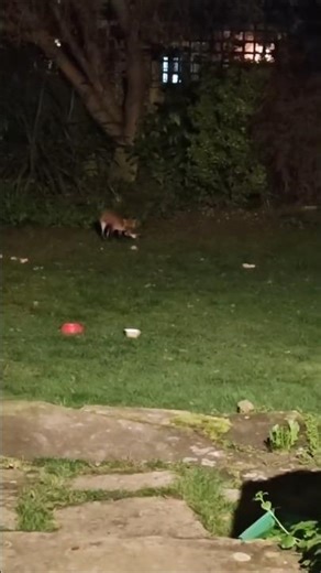 A Foxes Chicken Dinner. #Freya #Merlin #Foxes #Wildlife #Chicken #Garden #Short