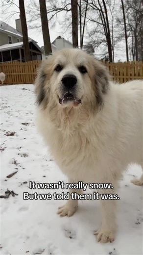 The 2026 ice storm in South Carolina has already given us something we didn’t know we needed. Before the freezing rain started, we had a small window outside. It wasn’t really snow — mostly sleet — but we told the dogs it was snow, and they believed us. And for a moment, everything felt quiet and simple. Then it hit us: last winter, Yeti wasn’t here. He was still in a foster home in Charlotte and only ever saw a light dusting. So today — in the middle of an ice storm — was Yeti’s first real expe