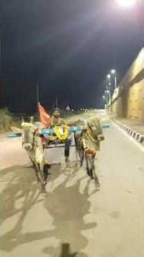 Confident Milk Teeth Hallikar ox pair Running with Bullock cart