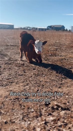 And then a rabbit ran up and scared her off 😆 | Tabitha Wickline