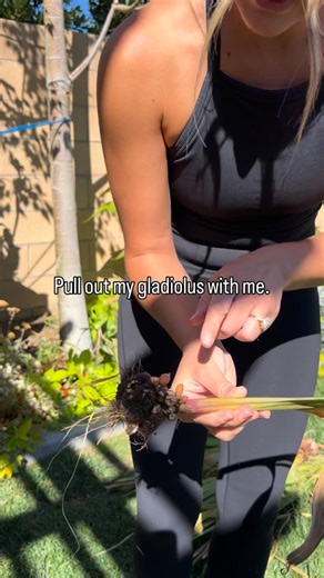 Steph on Instagram: "We put lights in front of our trees last spring it’s been a beautiful addition to our yard. But these gladiolus that were planted before the addition of the lights occlude and block out sooo much light! I ultimately made the decision to pull them out. You will not believe how many of them I now have! They multiplied like crazy! Wait until you see them all at the end! #gladiolus #gardening #vegasgardener #flower #flowers #bulb"