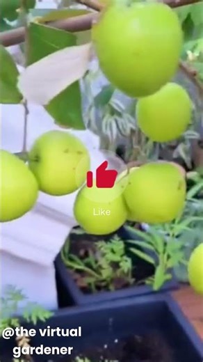 Cold-Hardy Fruits That Thrive Like Tropicals