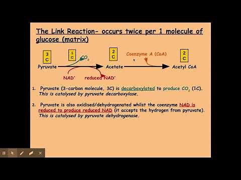 5.2.2 Respiration d) The link reaction