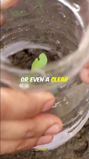 "How To Protect Plants From COLD: 3 Ways That ACTUALLY work!"