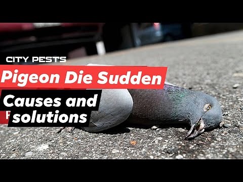 Pigeons die suddenly without any symptoms or injury! #Cause and #solution