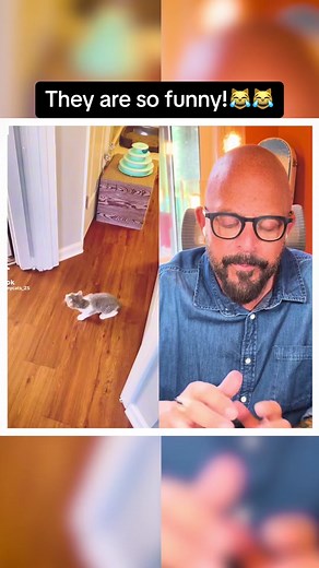 Funny Kittens and Ceiling Fan Moments