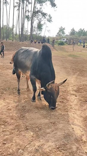87K views · 366 reactions | The bull try to be friend with many cow #india #Russia #usa | Meghalaya Unique | Facebook