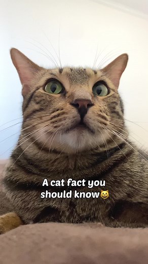 Interesting Cat Fact: Understanding Your Cat's Behavior Near Windows