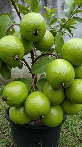 How to graft guava trees to produce more fruit using eggshells#grow #grafting #guava #fruit | Farm Tree