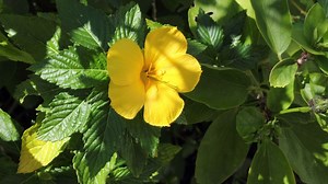 Top 21 Reasons   Fixes For Hibiscus Leaves Turning Yellow