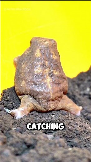 Meet the Most Aggressive Frog Ever! 🐸