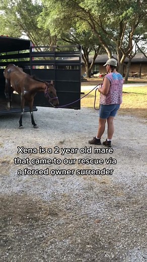 Xena's Remarkable Recovery at GoldColt Rescue