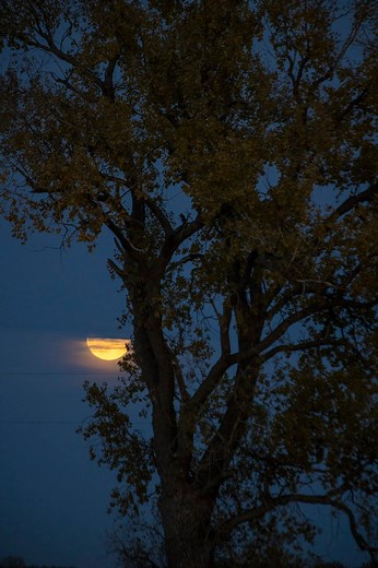 Moon | Aaron Groen