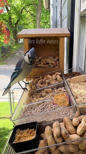 Bird Buffet: Discover Backyard Bird Feeding Tips