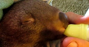 Baby Wombats Have at Their Milk Bottle in Adorable Video