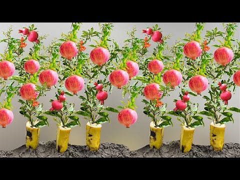 How To Grow Pomegranate Trees From Pomegranate Fruit | Growing Pomegranate Plants From Seed