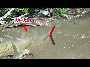 Câu Cá Trê Sông , Nước Mới Lớn Đụng Bầy Cá Trê Đói Mồi Xì Tim Kéo Chìm Phao Liên Tục