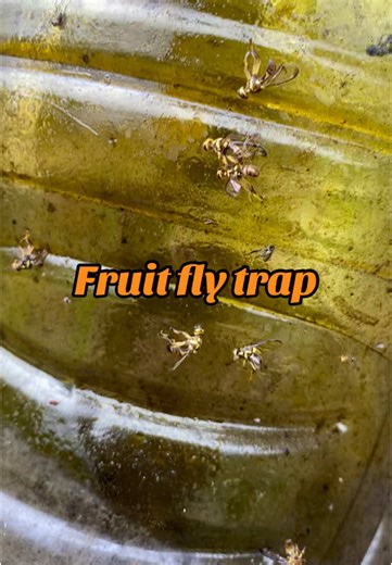 Beneficios de las trampas para moscas de la fruta