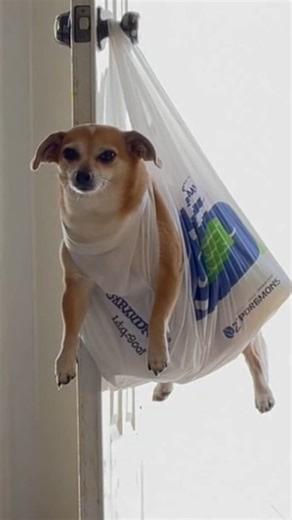 This is where I will hang out 🐾 Cute dog is suspended by a platic bag by its owner so she can mop. The dog waits in content. This video and story are for entertainment purposes only and was created with A.I. | Mike's Mayhem