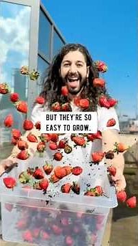 How to grow strawberries with a strawberry from the supermarket! creative explained