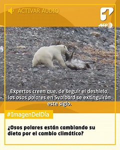 52K views · 660 reactions | #ImagenDelDía ¿Prueba del daño de los humanos al planeta? Científicos captaron a un oso polar durante plena caza de un reno, sugiriendo que cambiaron su dieta por el cambio climático. | Canal1 | Facebook
