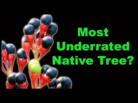 Sassafras Facts That Will Surprise You!