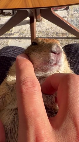 Close-Up on Poppy's Toe Beans and Nose Boop