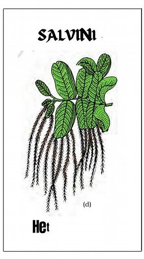 Kingdom Plantae Pteridophytes 🪴🌿🌿🌱🌱 #pteridophytes #plants #biology #neet