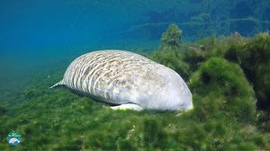 74 reactions · 11 shares | Many people ask us - What threats do manatees face? Watch our short video to learn more! | Save the Manatee Club | Facebook