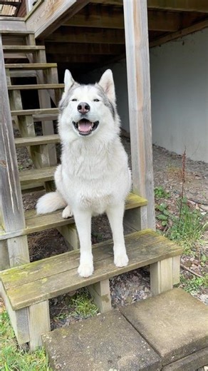 Siberian Husky Why So Adorable 🐶 #dog #dogs #husky #cutepuppy #dogshorts