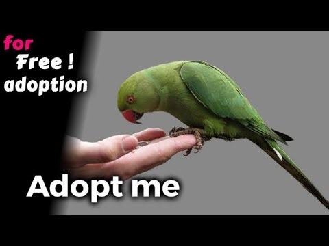 Parrot free adoption free dilivery..