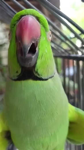 Beautiful Talking Parrot: A Charming Companion