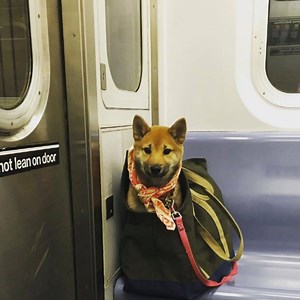 796K views · 2.6K reactions | These New York City dog owners came up with the best solutions to get their dogs on the subway | Newscrusher Tech | Facebook