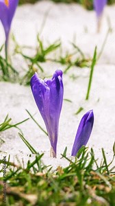 Snow melting fast in spring nature and crocus flower blooming in green grassy meadow time lapse Vertical footage Stock Video
