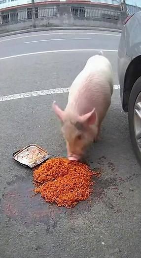 Magpie Interacting with a Pig: A Unique Animal Encounter