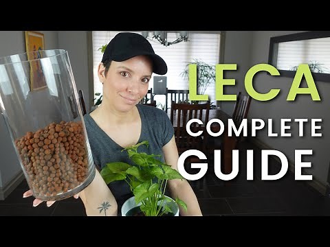 LECA FOR BEGINNERS | COMPLETE GUIDE (What You Need, How To Transfer Plants, How To Care For Them)
