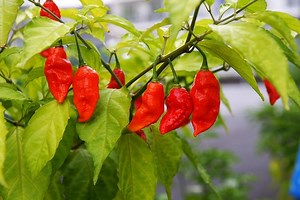 Naga Jolokia: Characteristics, cultivation, and uses of the ghost chili