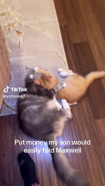 Maxwell the Cat's Wild Temper Tantrum