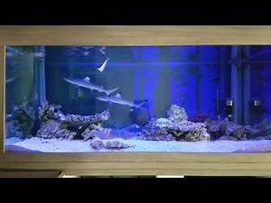 Blacktip shark feeding