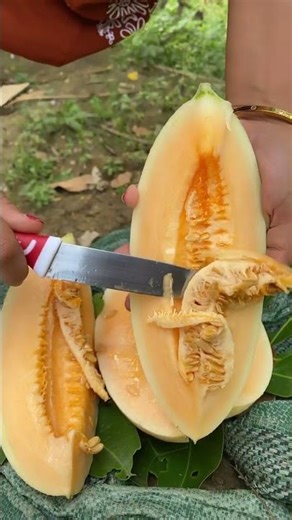 Melon Sweet Hami #melon