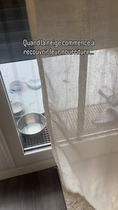 La neige tombe, le froid s’installe. Ici, on fait juste de notre mieux pour qu’ils passent l’hiver en sécurité. Aider un chat errant, ce n’est pas le posséder, c’est être là, avec patience et respect. Luna et the gang m’apprennent ça chaque jour 🤍#viral #chat #fyp #chats #cat | Cating gang