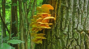 Old National Park Tree Infested with Laetiporus Sulphureus Crab-of-The-Woods Bracket Fungus Parasite Growing on Bark Side